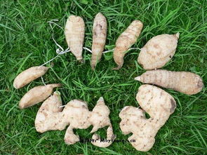 西藏自治區波密天麻 高原珍寶的藥用價值與獨特魅力