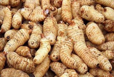 天麻產地溯源 探尋道地品質，哪里的天麻更勝一籌？